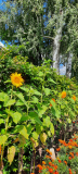 Blumenzauber2