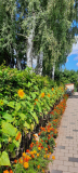 Frau_Kilians_Blumenzauber