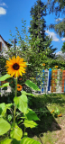 Sonnenblumen_Krippegarten