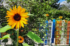 Sonnenblumen_Krippegarten